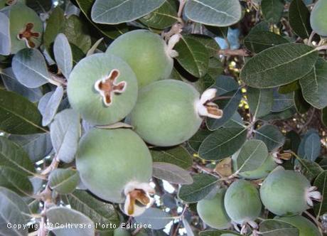 Feijoa