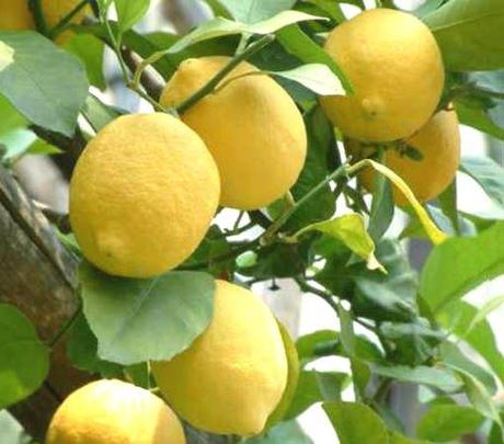 Le straordinarie proprietà del limone