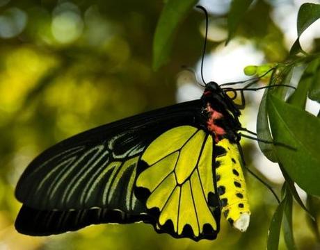 La più grande farfalla del mondo