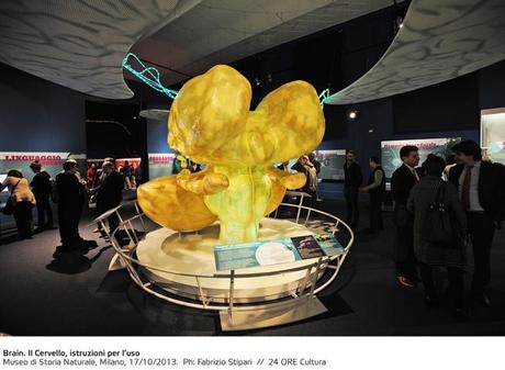Brain, il cervello istruzioni per luso, in mostra al Museo di storia naturale di Milano C 4 articolo 2008874 ImageGallery imageGalleryItem 1 image Brain, il cervello istruzioni per luso, in mostra al Museo di storia naturale di Milano
