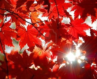 aceroi Stagionalità di Novembre