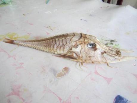 Il misterioso pesce pescato in Malesia