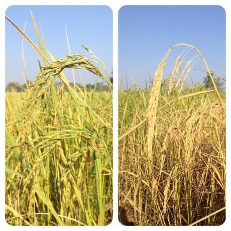 Il riso in Thailandia, le 2 varietà più coltivate