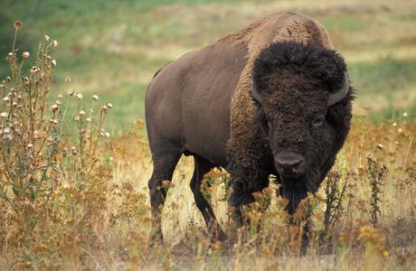 Bison bonasus, il bisonte europeo