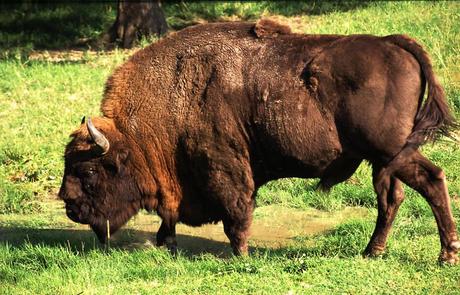 Bison bonasus, il bisonte europeo