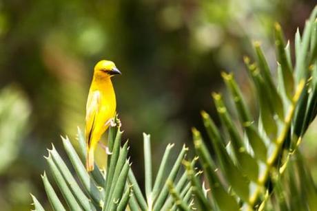 African Golden Weaver