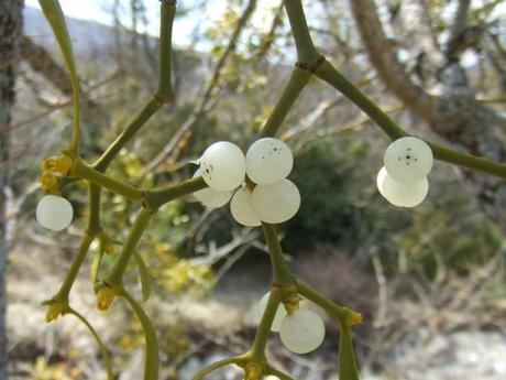 IL VISCHIO E’ UN ANTITUMORALE gui5