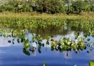 Guyana: diga minaccia la foresta amazzonica