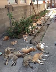 Tashirojima, l’isola dei gatti