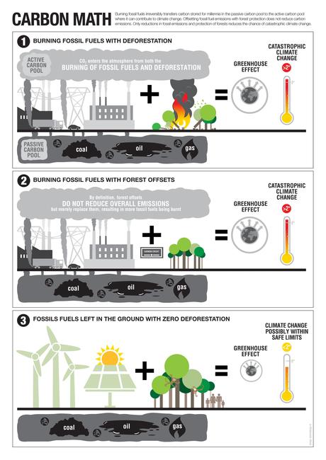 Greenpeace: le foreste non compensano le emissioni di carbonio