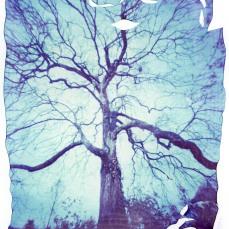 6a0120a5c8d9a9970c0133f31c2096970b Le Polaroid “spiegazzate” con la tecnica emulsion lift