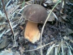 boletus aereus boletusaereus2
