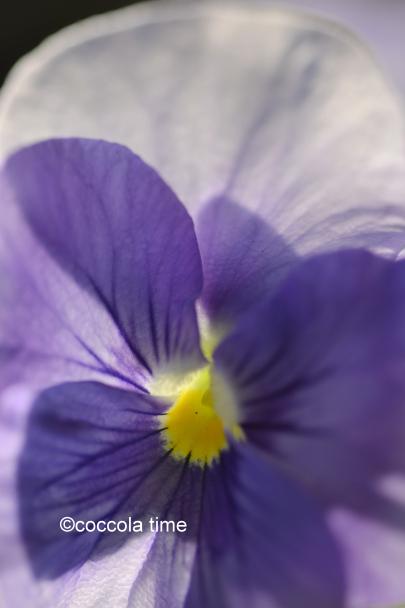 Re cake 2 – Cream, chocolate and salted caramel tart…. _DSC0299