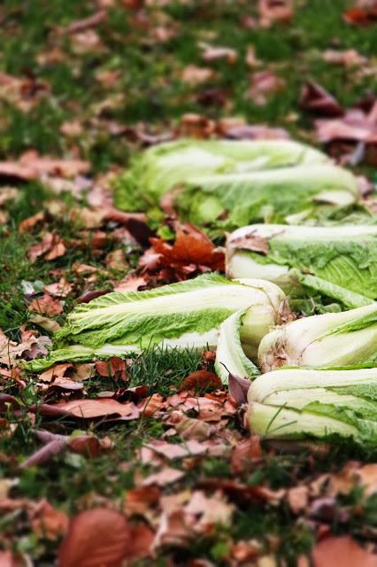 Funghi, foglie secche e cataste di cavolo cinese