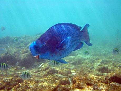 Blue-Parrotfish-small-copy