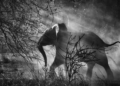 Il magico mondo di Sebastião Salgado