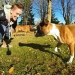 Duncan, il cucciolo di boxer con solo due zampe (Video)