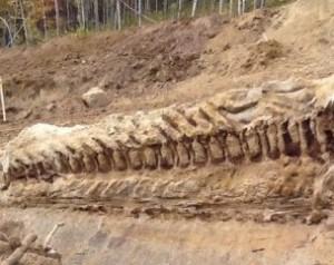Scoperto un nuovo dinosauro di enormi dimensioni: soprannominato Siats Meekerorum, è vissuto prima del T-Rex