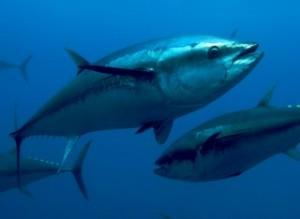 Lo sfruttamento eccessivo delle zone di pesca modifica irrimediabilmente i nostri mari
