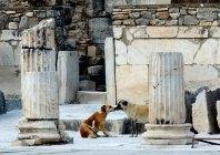 Efeso e Hierapolis