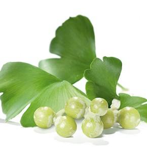 Ginkgo biloba