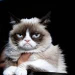 Indipendente e ruffiano: il gatto è egoista per natura Indipendente e ruffiano: il gatto è egoista per natura