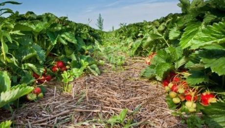 Terra dei fuochi, finanziere testimonia gli sversamenti illegali:’lì ora coltivano fragole’
