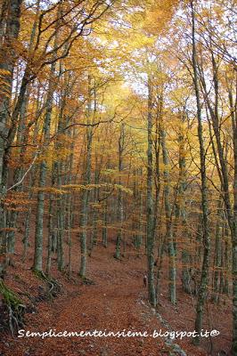 Bosco e sottobosco in autunno