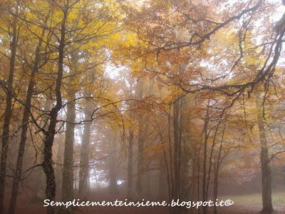 Bosco e sottobosco in autunno