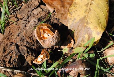 Bosco e sottobosco in autunno