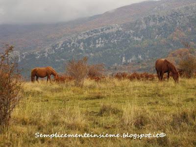 Bosco e sottobosco in autunno