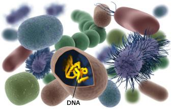 La protocellula sintetica: siamo sempre più vicini a ricostruire la cellula primordiale