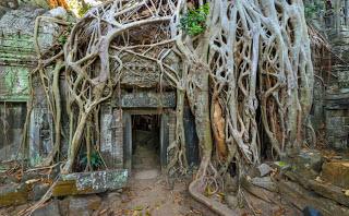 Giardini del mondo: gli alberi di Ta Phrom (Angkor, Cambogia)