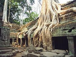 Giardini del mondo: gli alberi di Ta Phrom (Angkor, Cambogia)