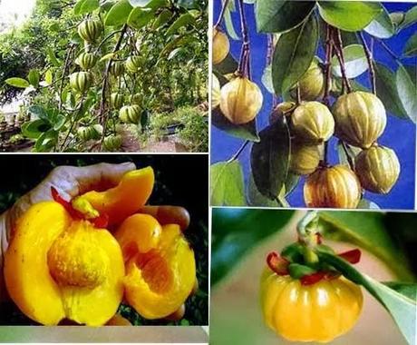 Garcinia cambogia (Garcinia gummi-gutta): fa dimagrire?