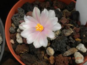 Foto ariocarpus kotschoubeyanus albiflorus