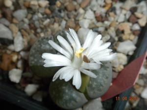 Fiore lithops