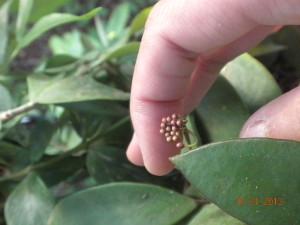 Peduncolo floreale hoya burtoniae