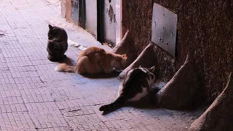 Gatti di Marrakech