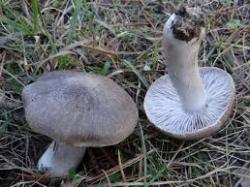 tricholoma terreum tricholomaterreum2