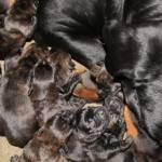 Zara e Westie danno alla luce 11 cuccioli: lei è una rottweiler lui un terrier 01