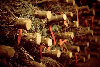 Caro Babbo Natale, ho deciso di contribuire alla deforestazione perchè dicono che inquina meno