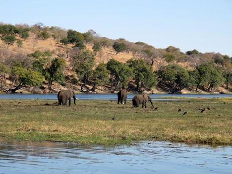 Elefanti, fiume Chobe - Botswana