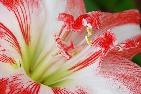 Ditelo con un fiore, se vi pare: l’amaryllis o amarillide