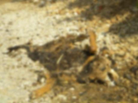 Come va a finire (seconda parte) birillo