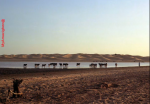 MauritaniaX Caleidoscopio Mauritano