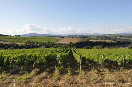 La vigna più bella