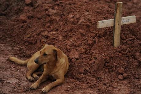 Brasile: Leao, il cane che veglia la padrona morta Brasile: Leao, il cane che veglia la padrona morta
