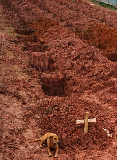 Brasile: Leao, il cane che veglia la padrona morta Brasile: Leao, il cane che veglia la padrona morta