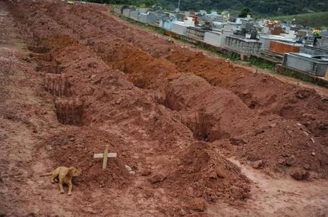 Brasile: Leao, il cane che veglia la padrona morta